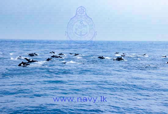 whale watching page image 6